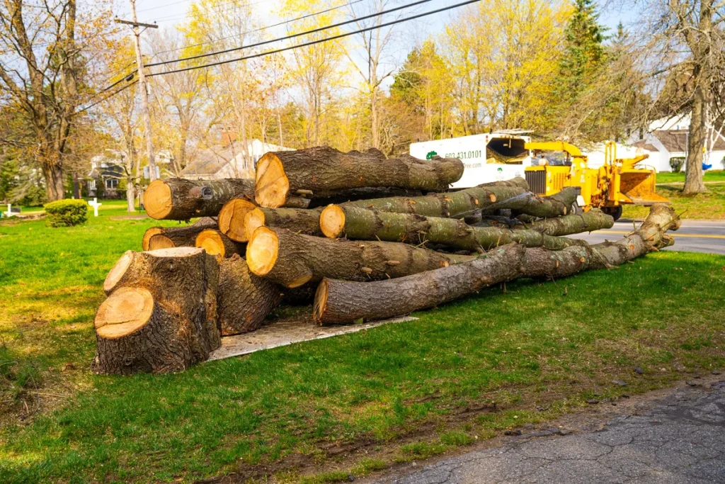 manchester tree surgeon
